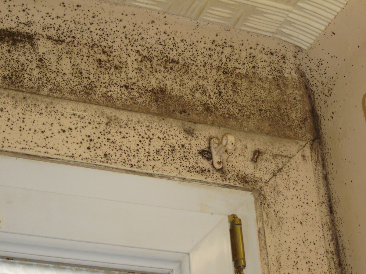 Enlever Tache De Moisissure Sur Mur Peint | Le Mur