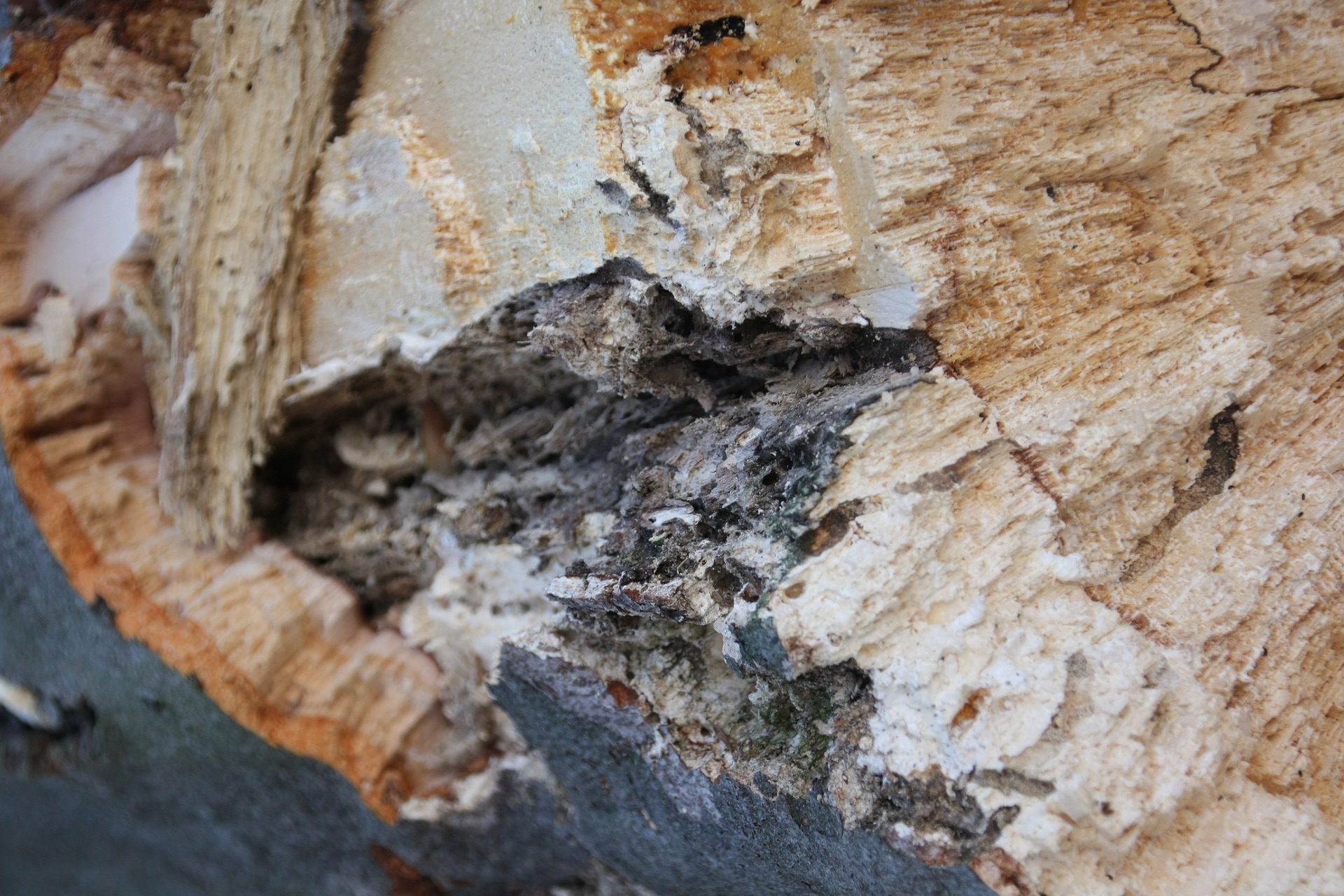 Champignon lignivore les dangers pour votre maison Actimur