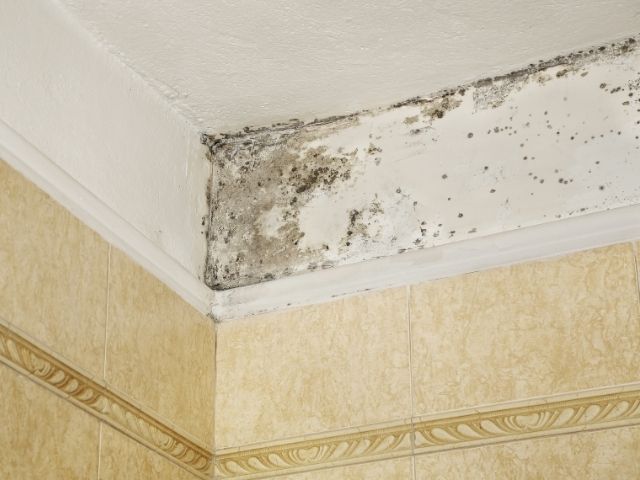 Que faire en cas de moisissures sur le plafond de votre salle de bain?