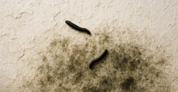 Vers noirs sur un mur intérieur avec des traces de moisissure, illustrant un article sur les vers noir d'humidité par Actimur.